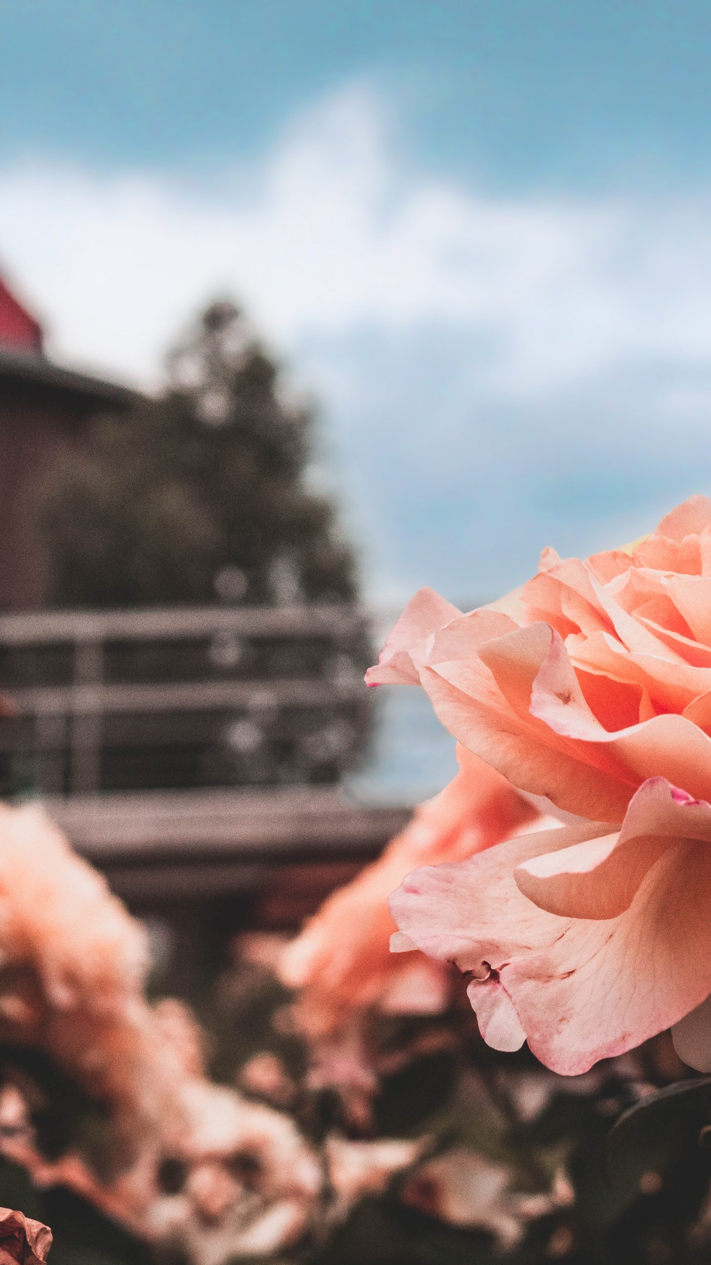 Обои цветок, небо, весна, семья Роуз, красота в разрешении 1440x2560