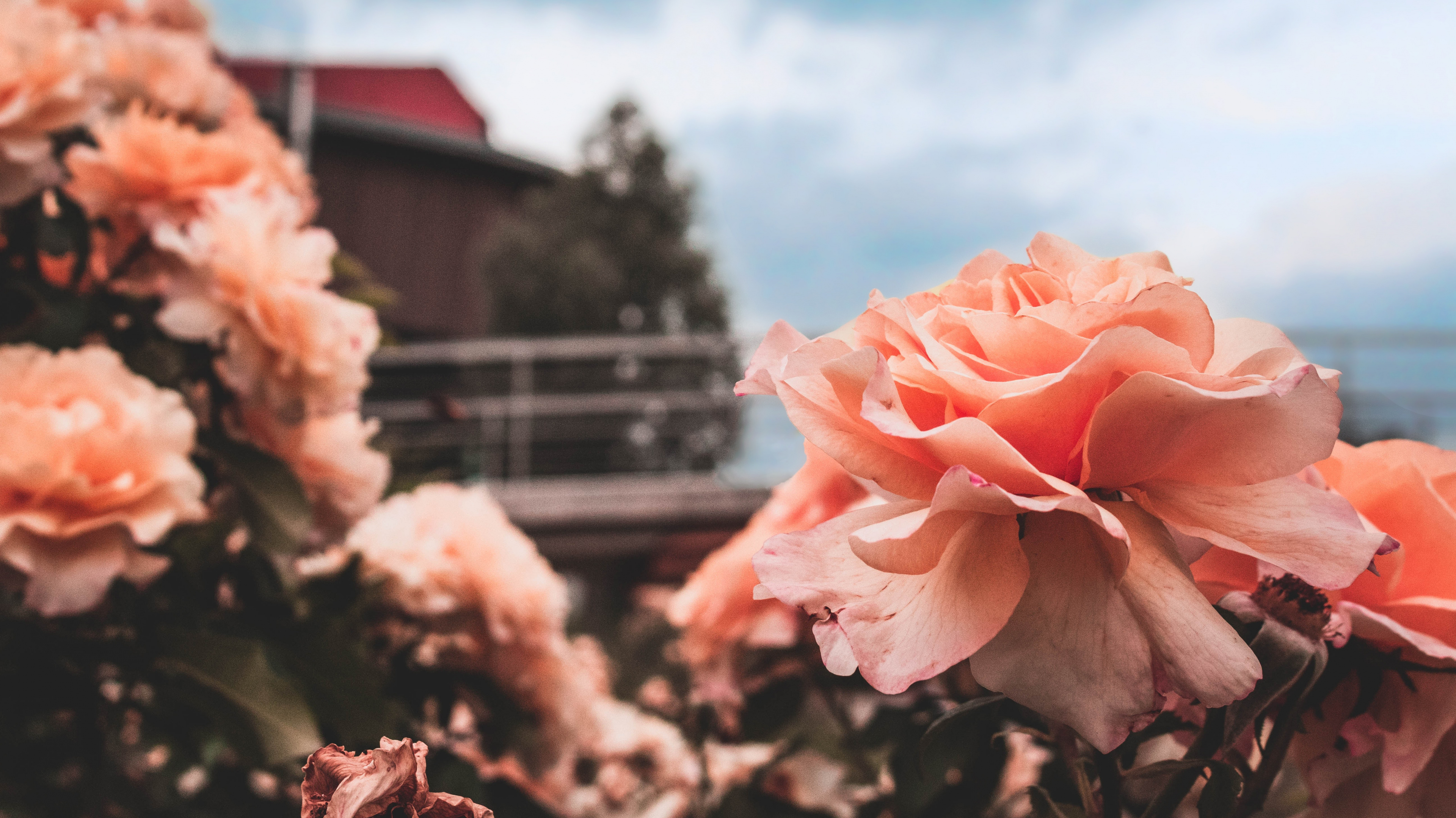 Обои цветок, небо, весна, семья Роуз, красота в разрешении 3840x2160