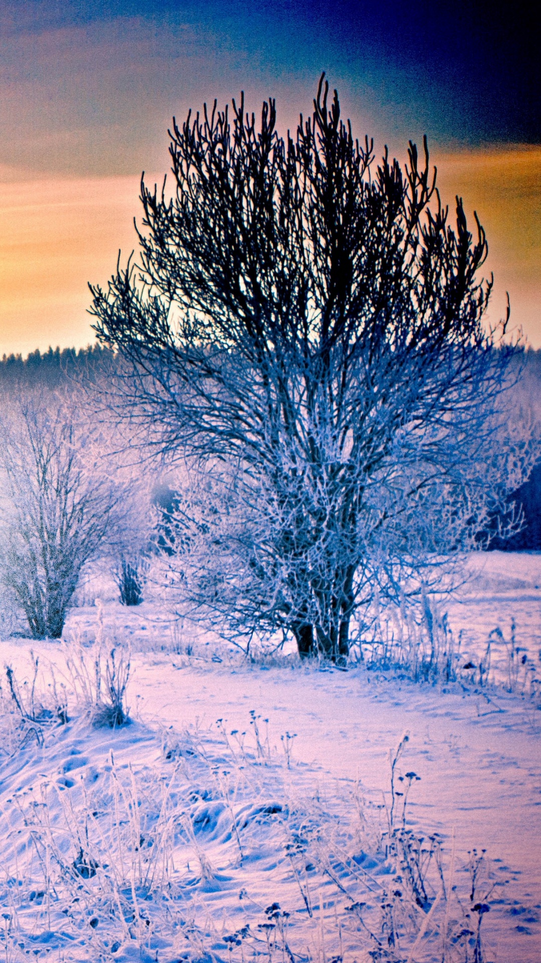 Обои снег, зима, природа, замораживание, утро в разрешении 1080x1920