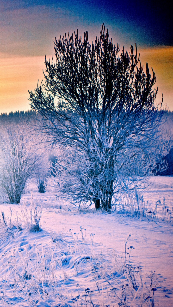 Обои снег, зима, природа, замораживание, утро в разрешении 720x1280