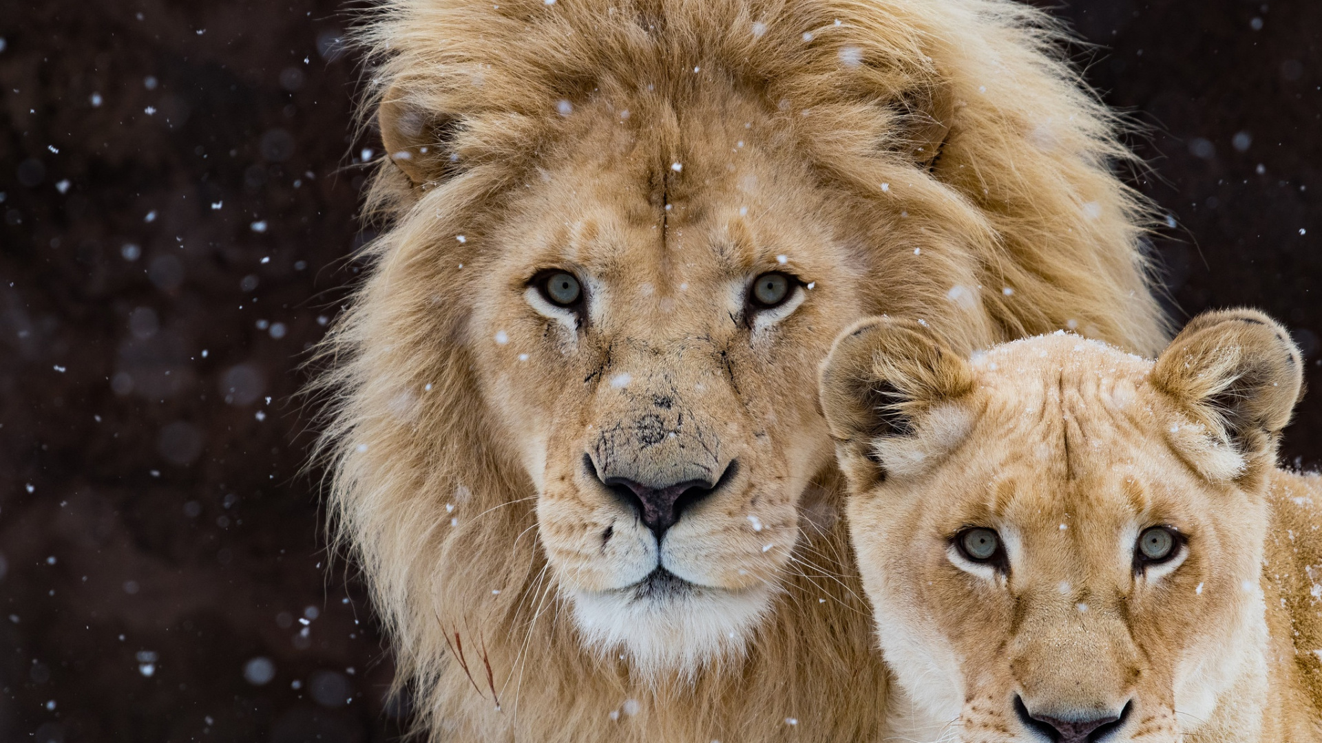 Обои Лев, кошачьих, белый Лев, живая природа, волосы в разрешении 1920x1080