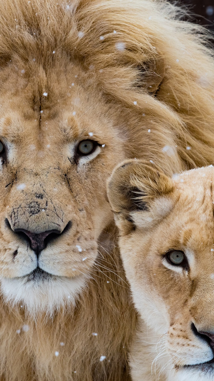 Обои Лев, кошачьих, белый Лев, живая природа, волосы в разрешении 750x1334