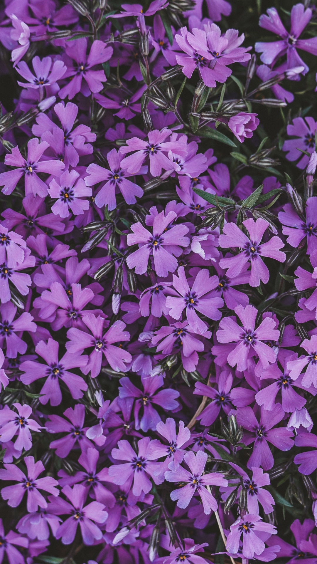 Обои цветок, сирень, соцветие, пурпур, Фиолетовый в разрешении 1080x1920