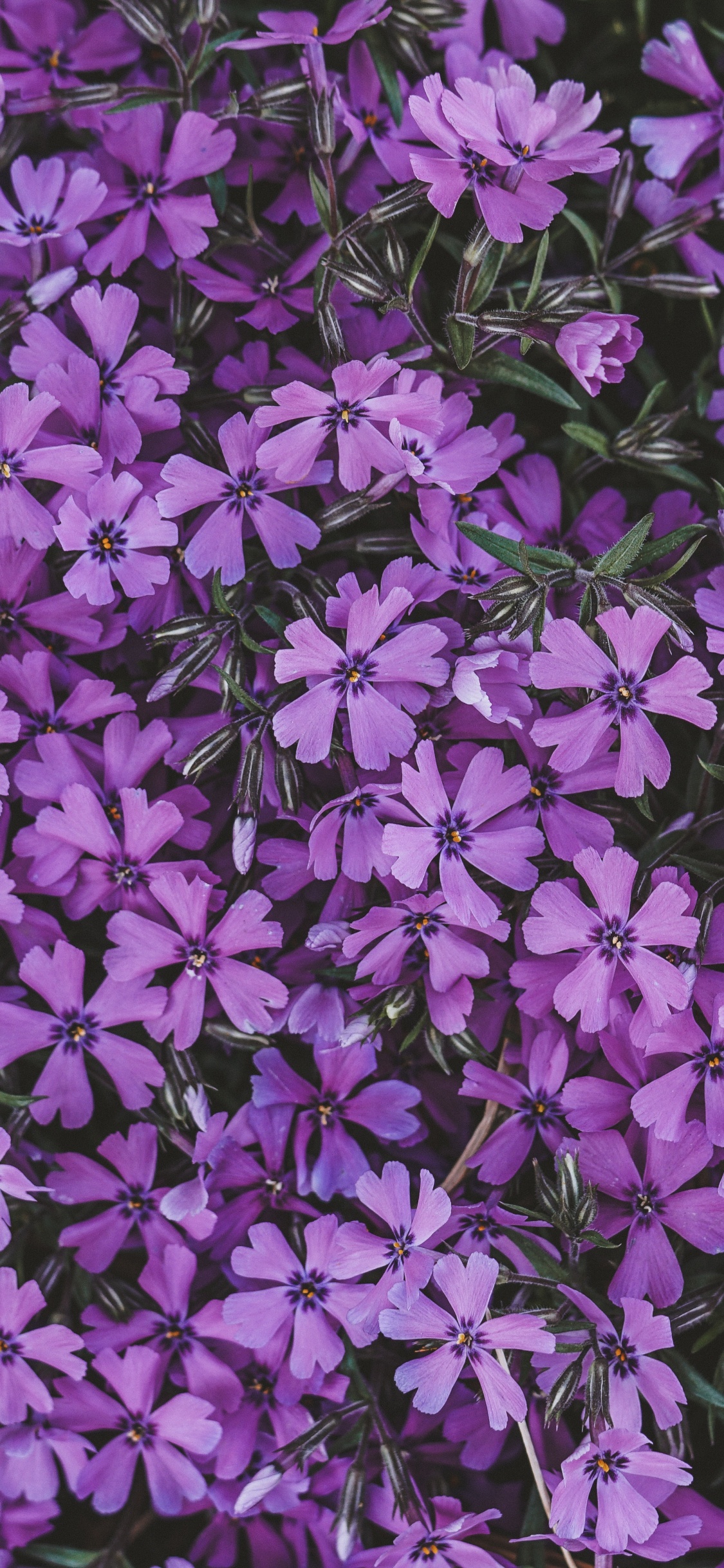 Обои цветок, сирень, соцветие, пурпур, Фиолетовый в разрешении 1125x2436