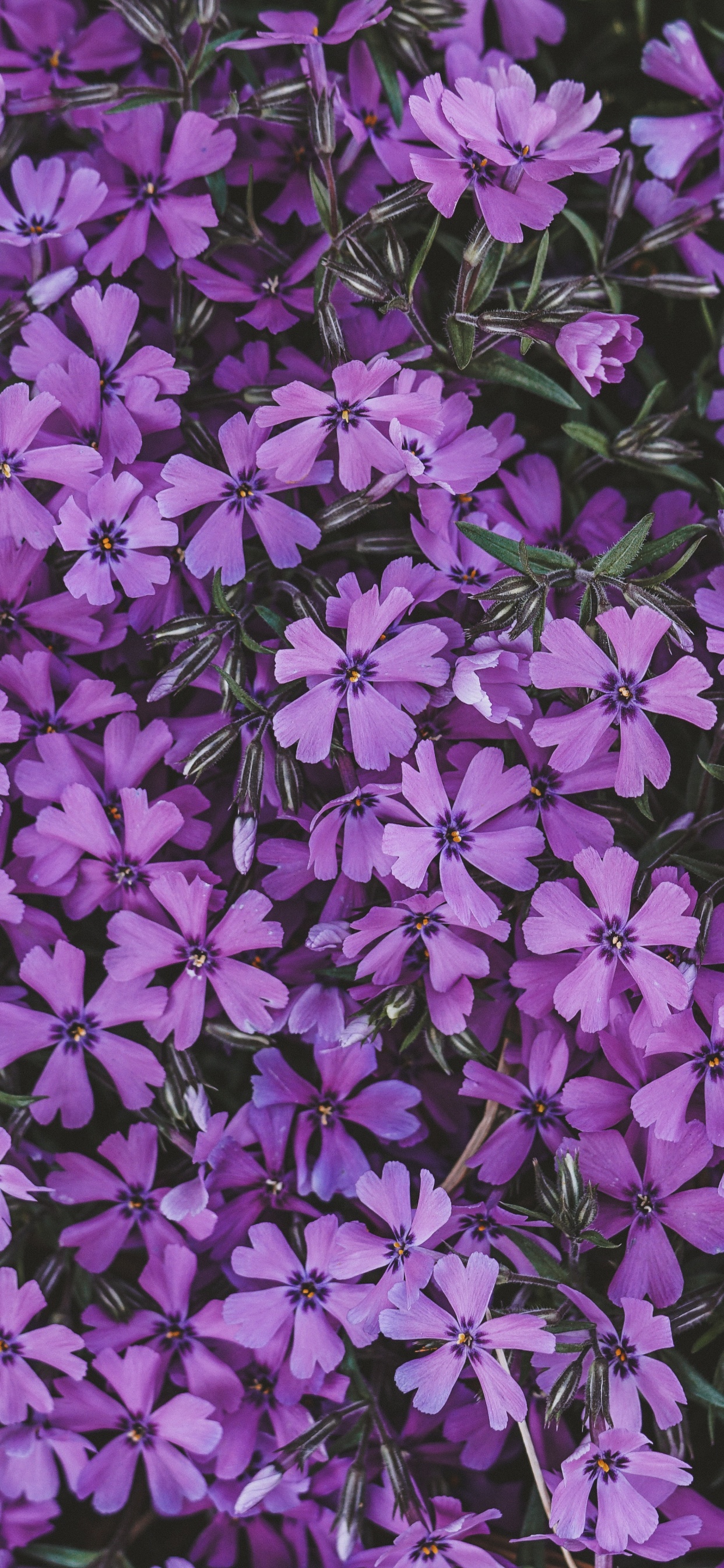 Обои цветок, сирень, соцветие, пурпур, Фиолетовый в разрешении 1242x2688