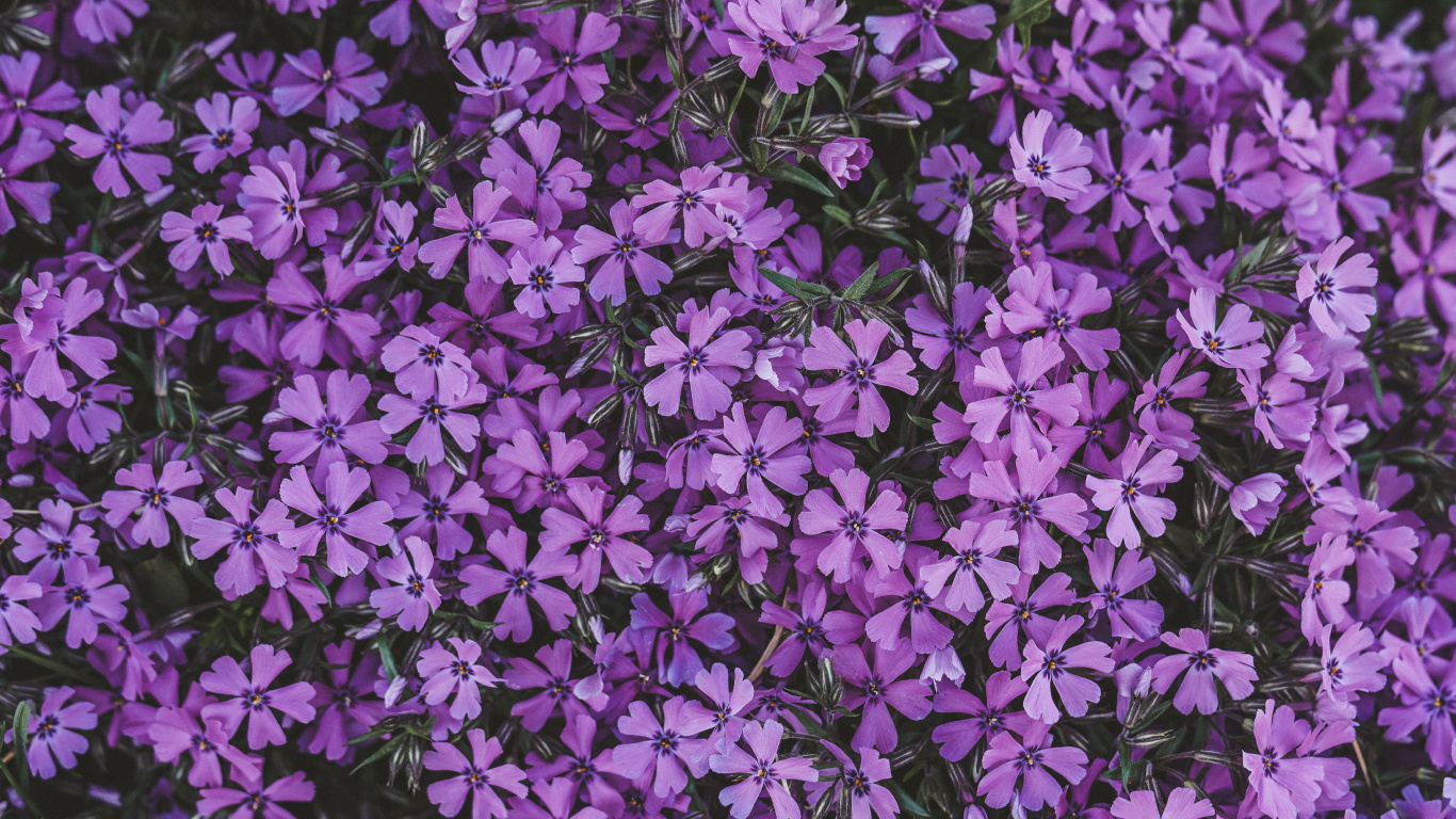 Обои цветок, сирень, соцветие, пурпур, Фиолетовый в разрешении 1366x768