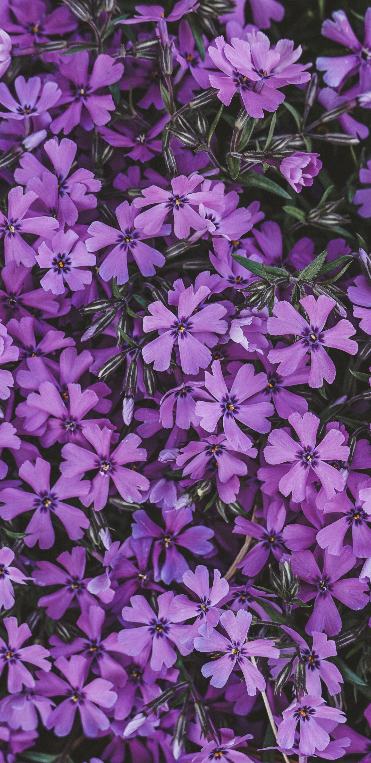 Обои цветок, сирень, соцветие, пурпур, Фиолетовый в разрешении 1440x2960