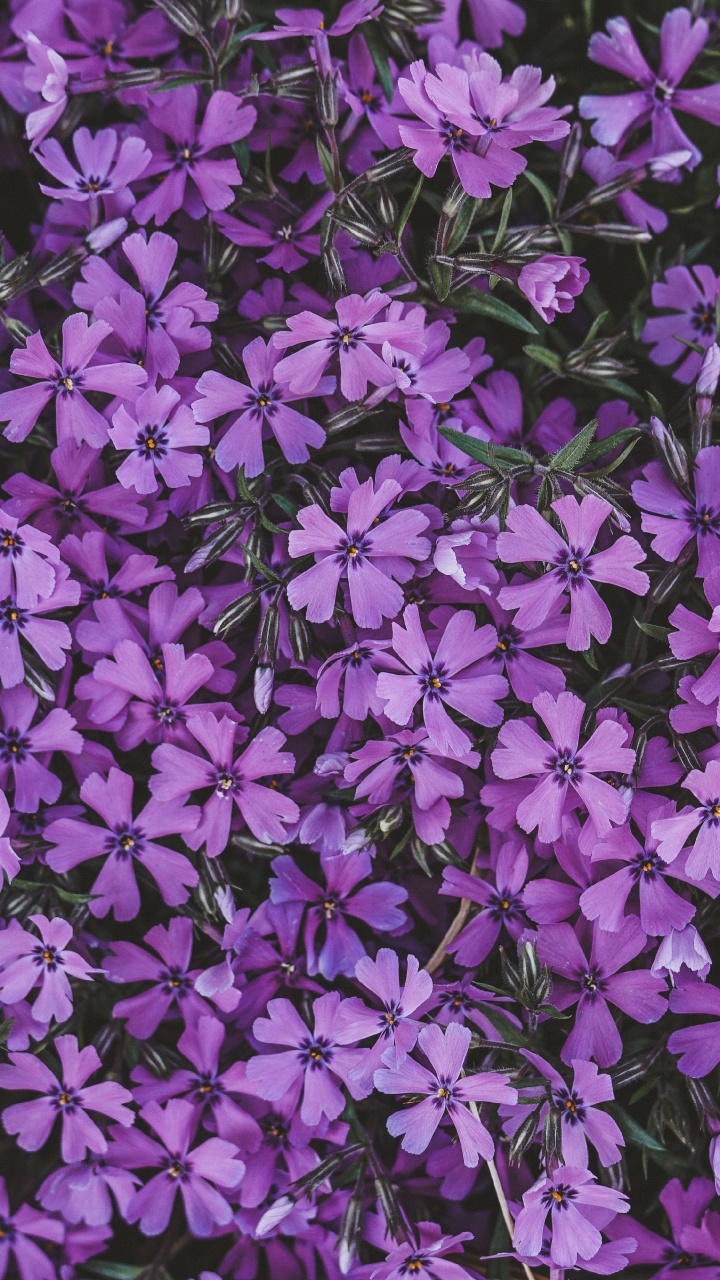 Обои цветок, сирень, соцветие, пурпур, Фиолетовый в разрешении 720x1280