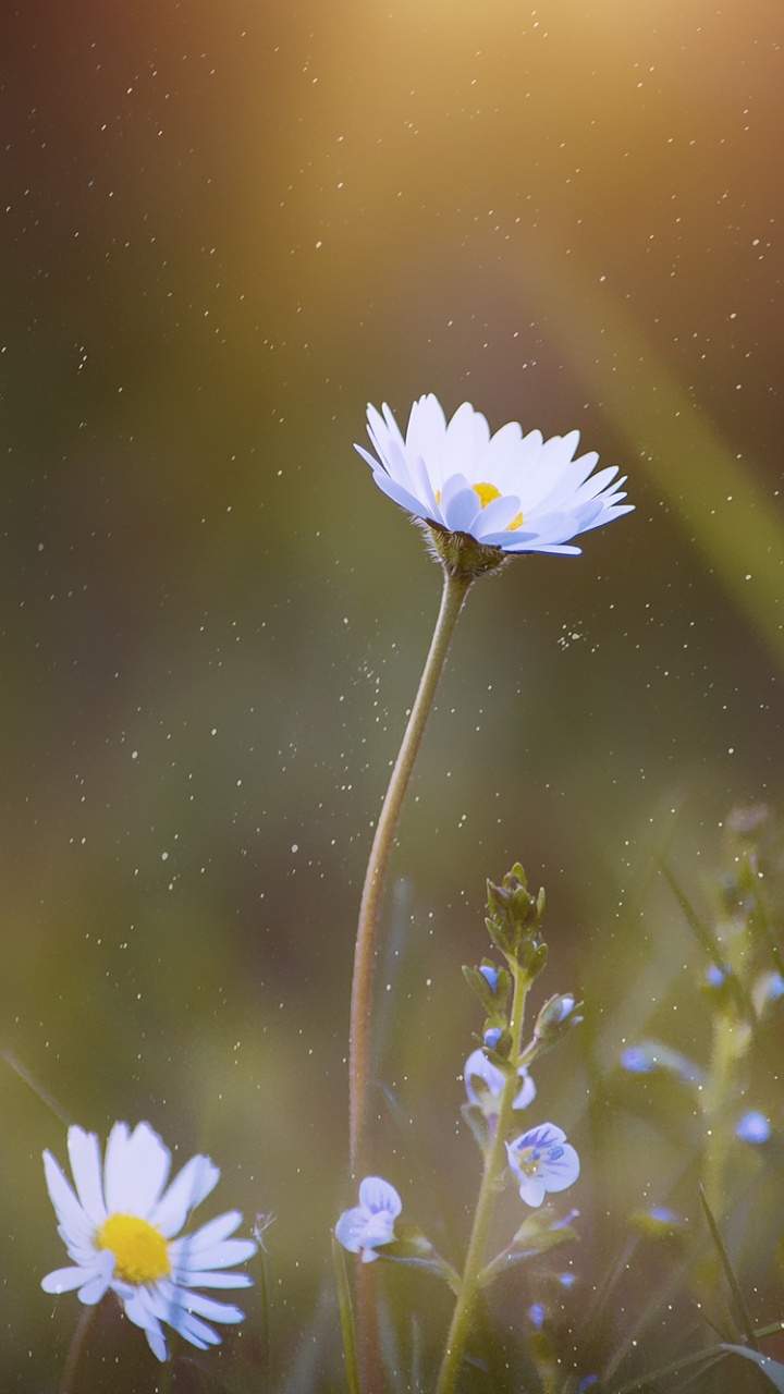 Обои цветок, Маргаритка, растение, полевой цветок, свет в разрешении 720x1280