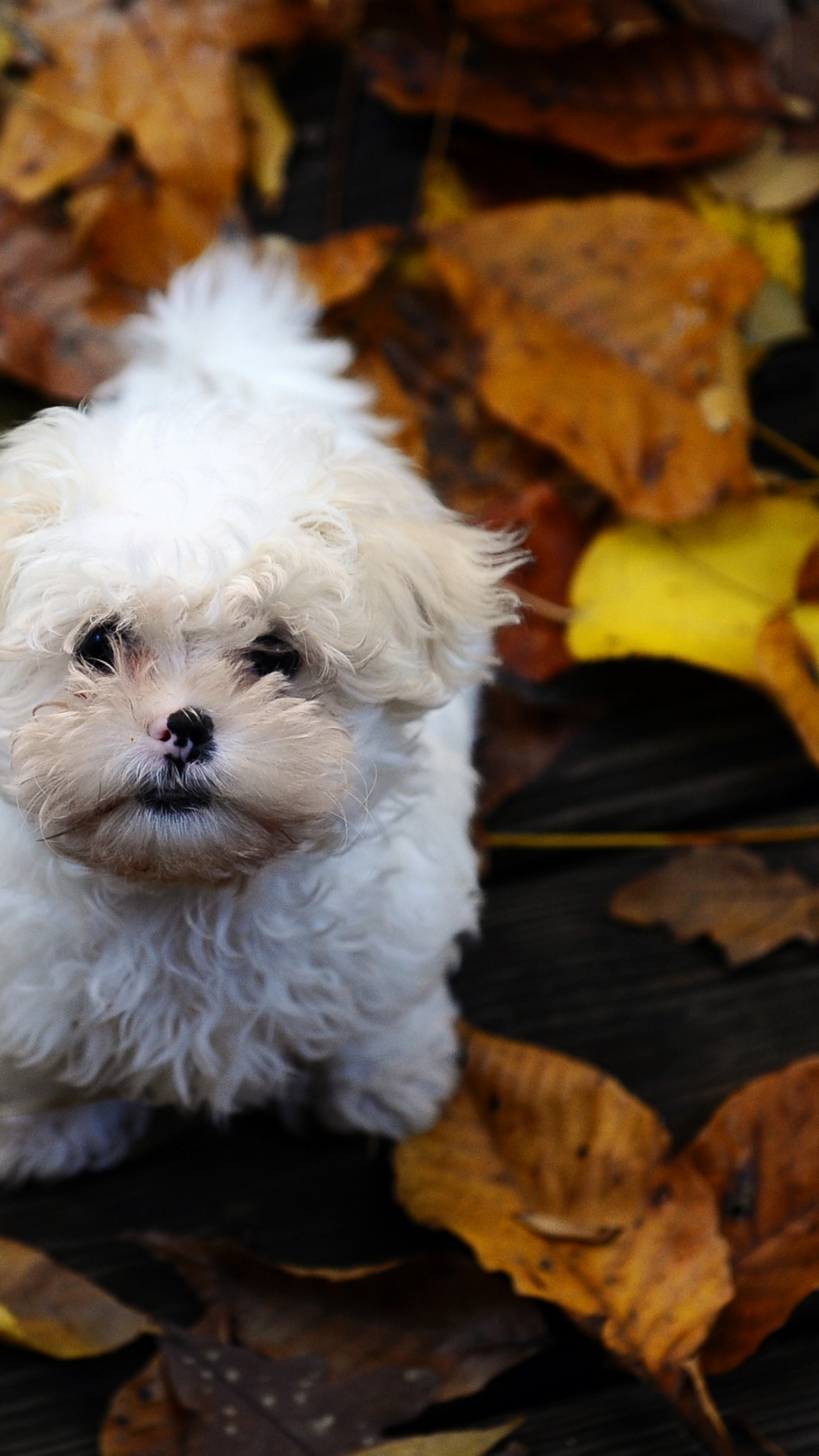 Обои щенок, собака породы, Гаванская болонка, бишон фризе, листья в разрешении 1080x1920