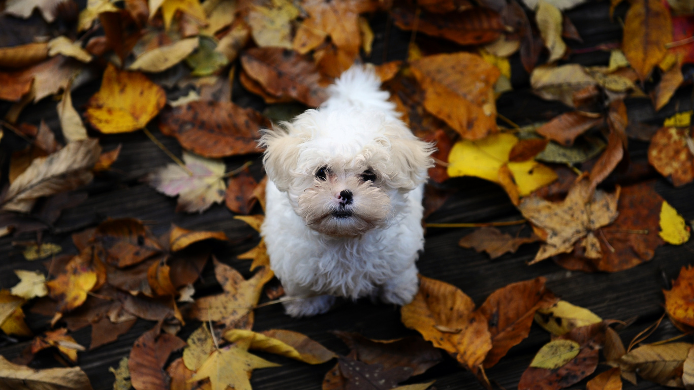 Обои щенок, собака породы, Гаванская болонка, бишон фризе, листья в разрешении 1366x768