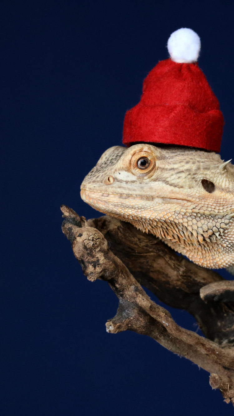 Обои жаба, дракон, Iguanidae, бородатый дракон, игуана в разрешении 750x1334