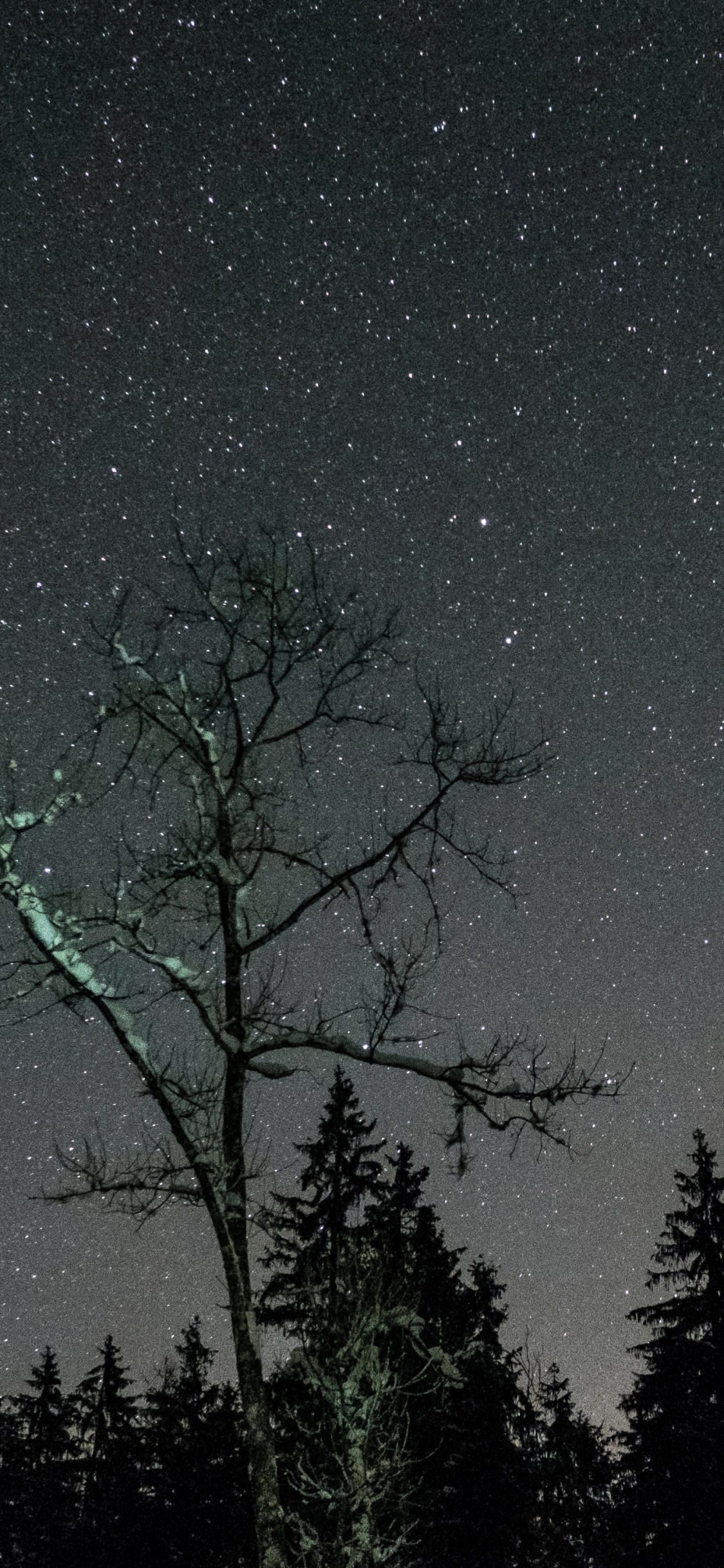 Обои ночь, звезда, дерево, природа, атмосфера в разрешении 1125x2436