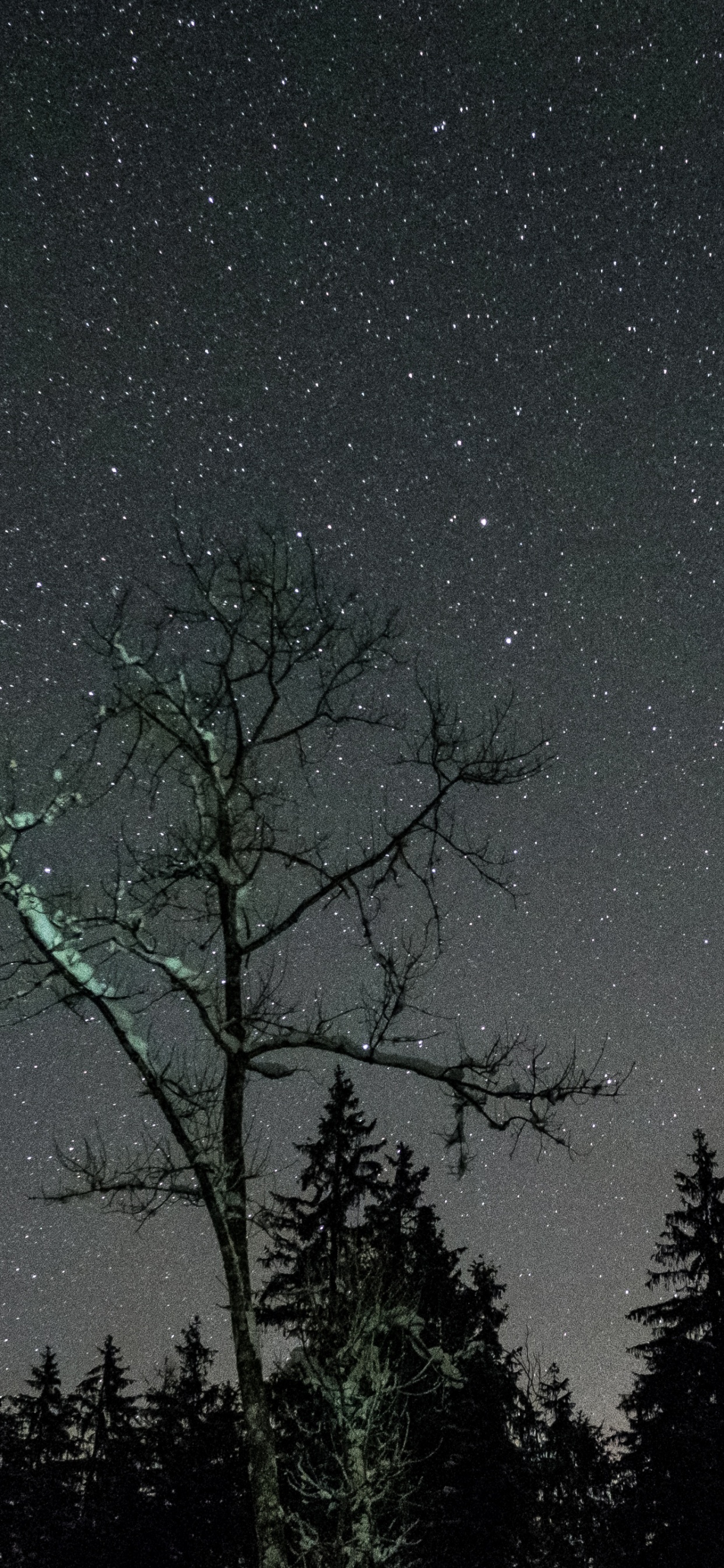 Обои ночь, звезда, дерево, природа, атмосфера в разрешении 1242x2688