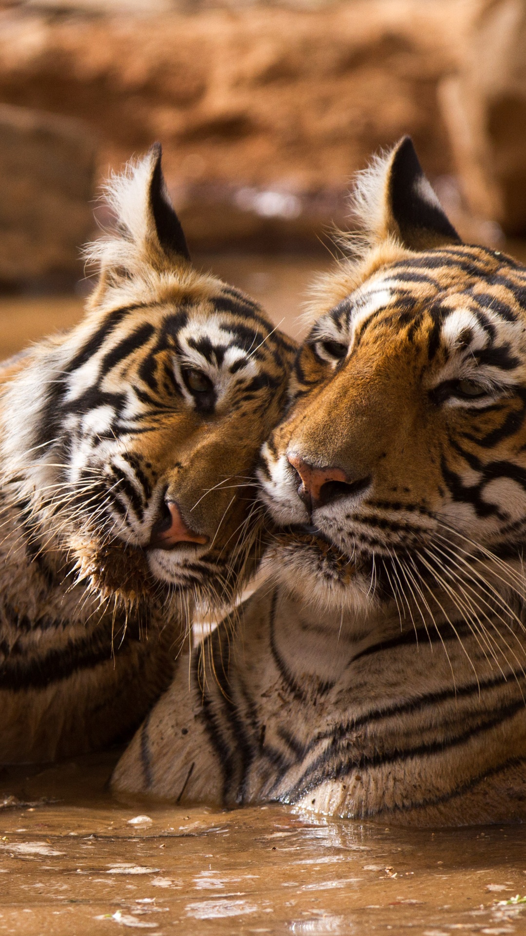 Обои тигр, живая природа, наземные животные, бакенбарды, Афалины в 4D книга в разрешении 1080x1920