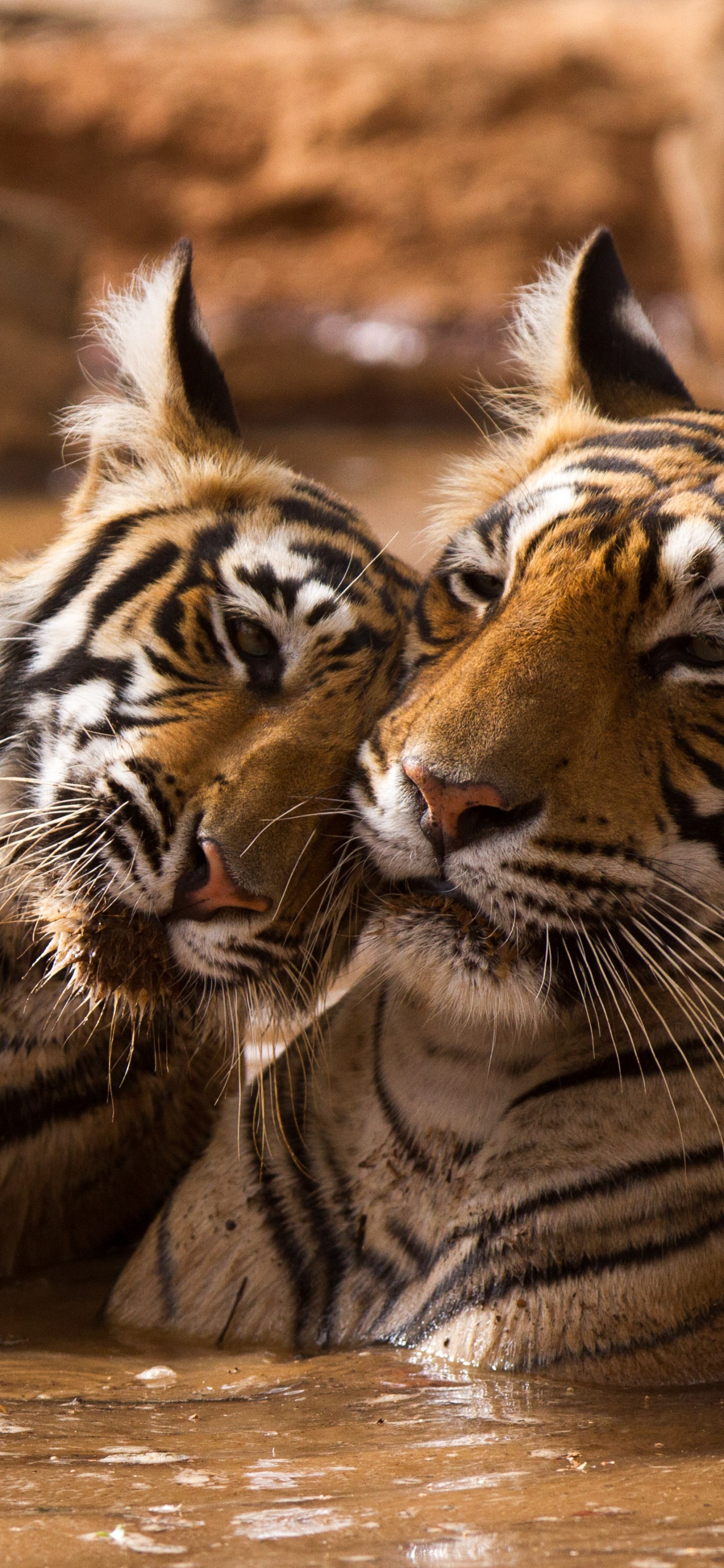 Обои тигр, живая природа, наземные животные, бакенбарды, Афалины в 4D книга в разрешении 1242x2688