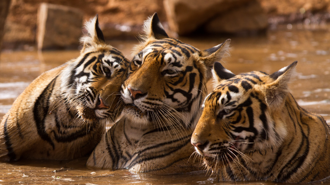 Обои тигр, живая природа, наземные животные, бакенбарды, Афалины в 4D книга в разрешении 1366x768