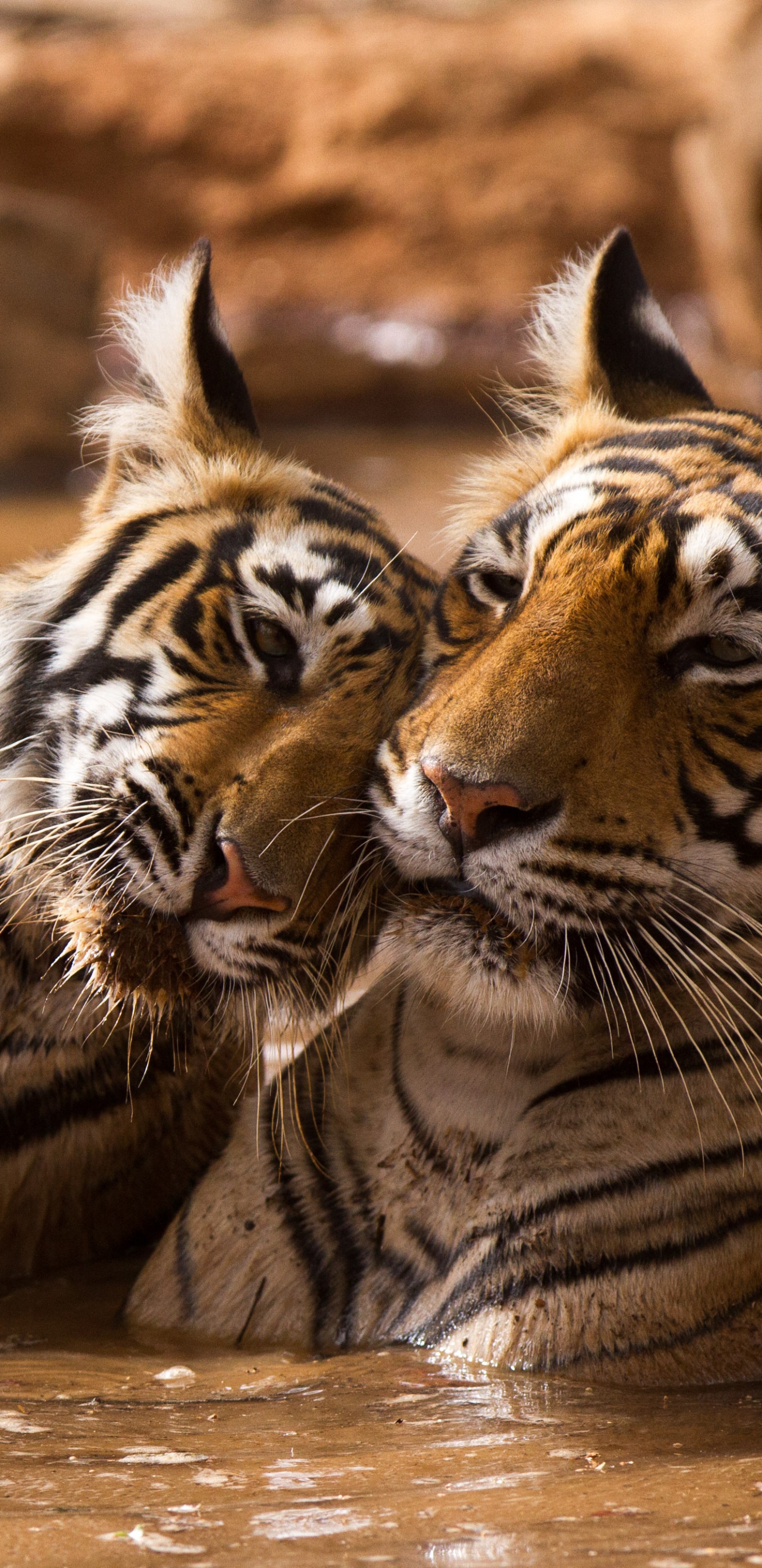 Обои тигр, живая природа, наземные животные, бакенбарды, Афалины в 4D книга в разрешении 1440x2960