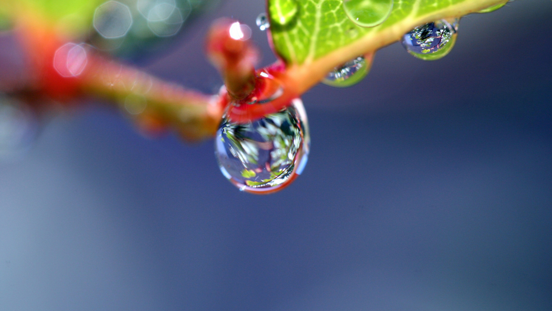 Обои вода, роса, влага, падение, листок в разрешении 1920x1080