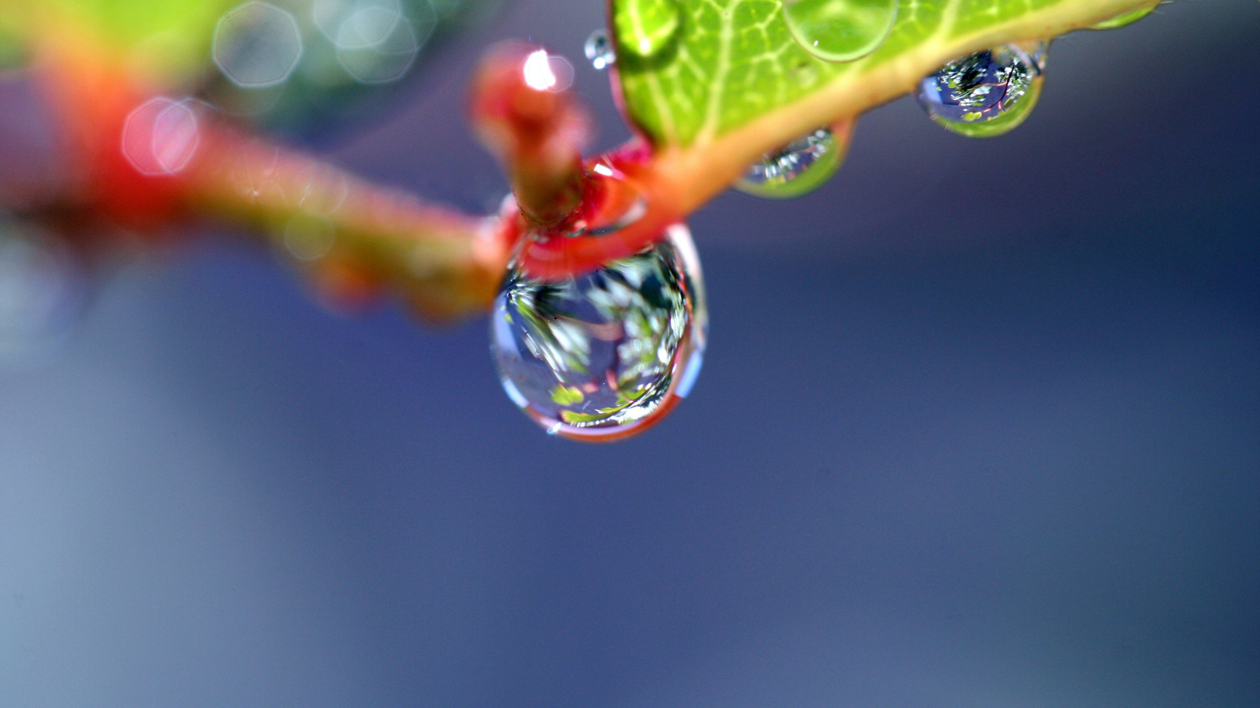 Обои вода, роса, влага, падение, листок в разрешении 2560x1440