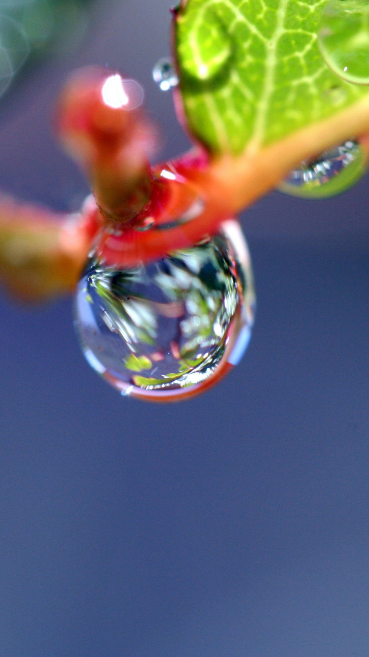 Обои вода, роса, влага, падение, листок в разрешении 750x1334