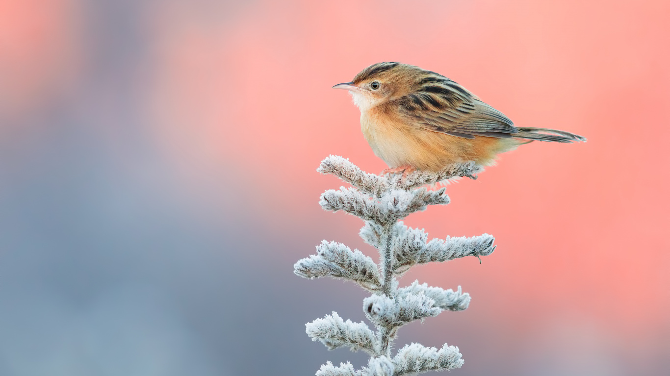 Обои зяблик, юрок, птица, клюв, emberizidae в разрешении 1366x768