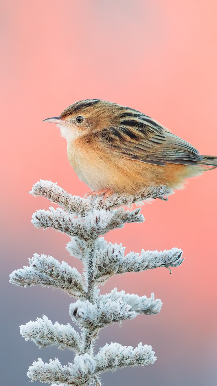 Обои зяблик, юрок, птица, клюв, emberizidae в разрешении 750x1334