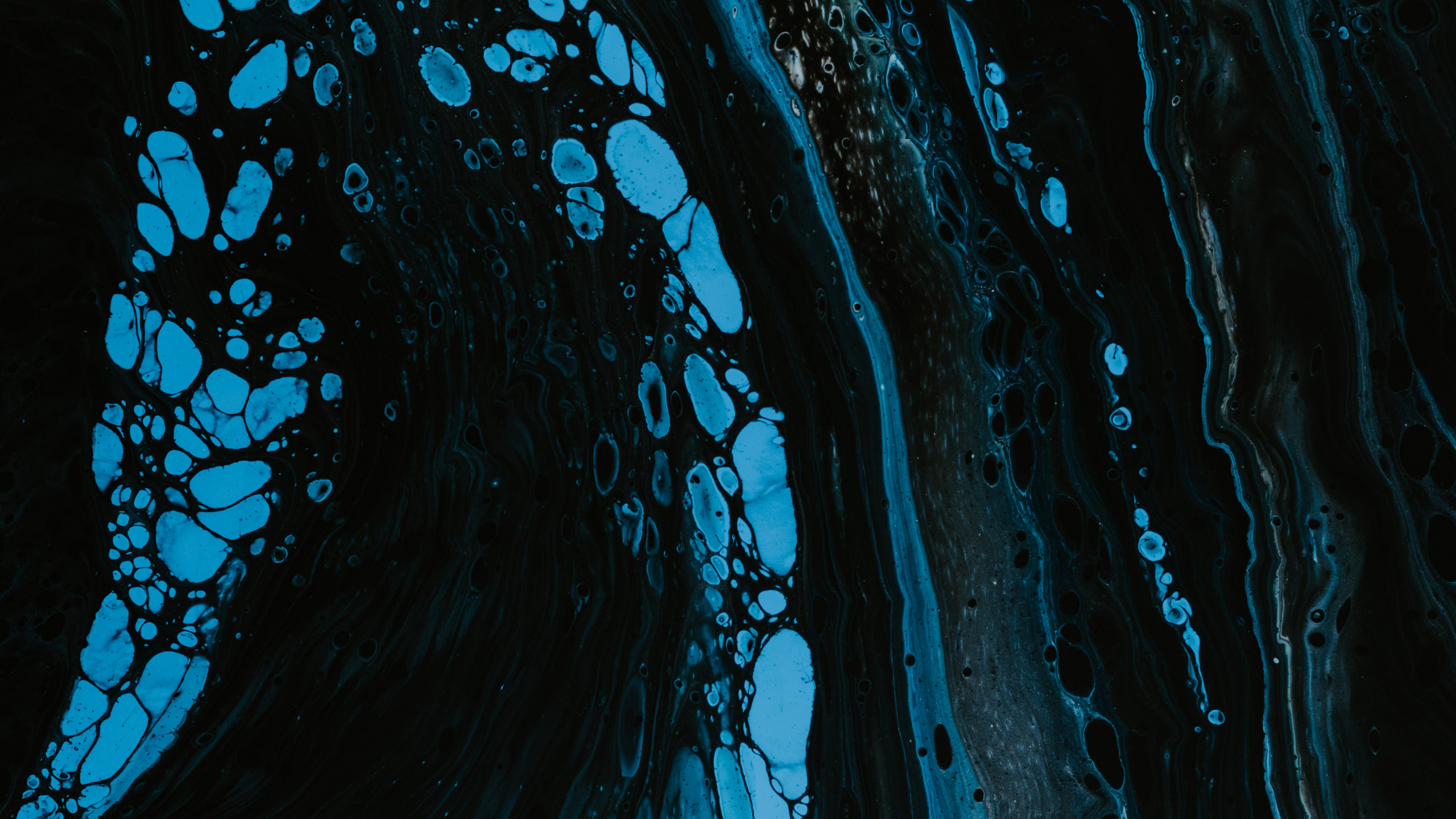 Обои дерево, Водоток Пищевыми Продуктами, синий, биология, ветровая волна в разрешении 2560x1440