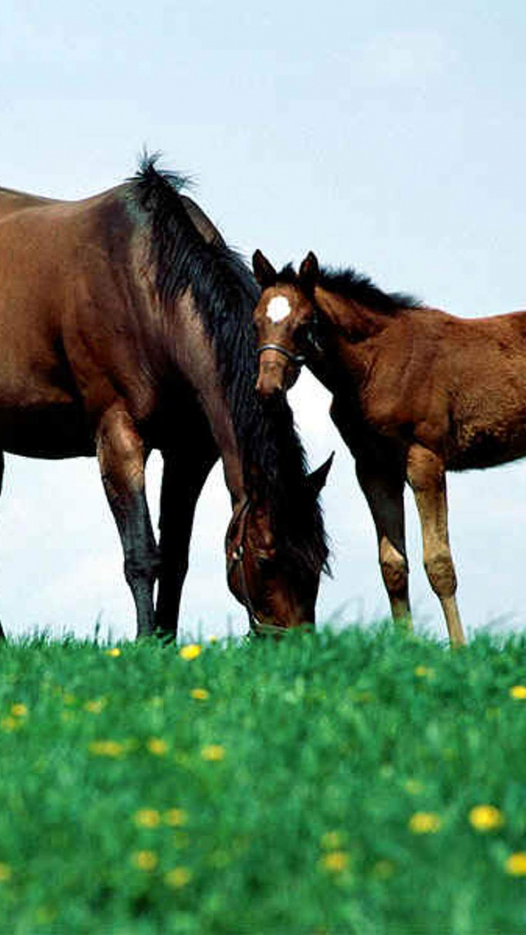 Обои кобыла, конь, выгон, пастбище, сенокосное угодье в разрешении 750x1334