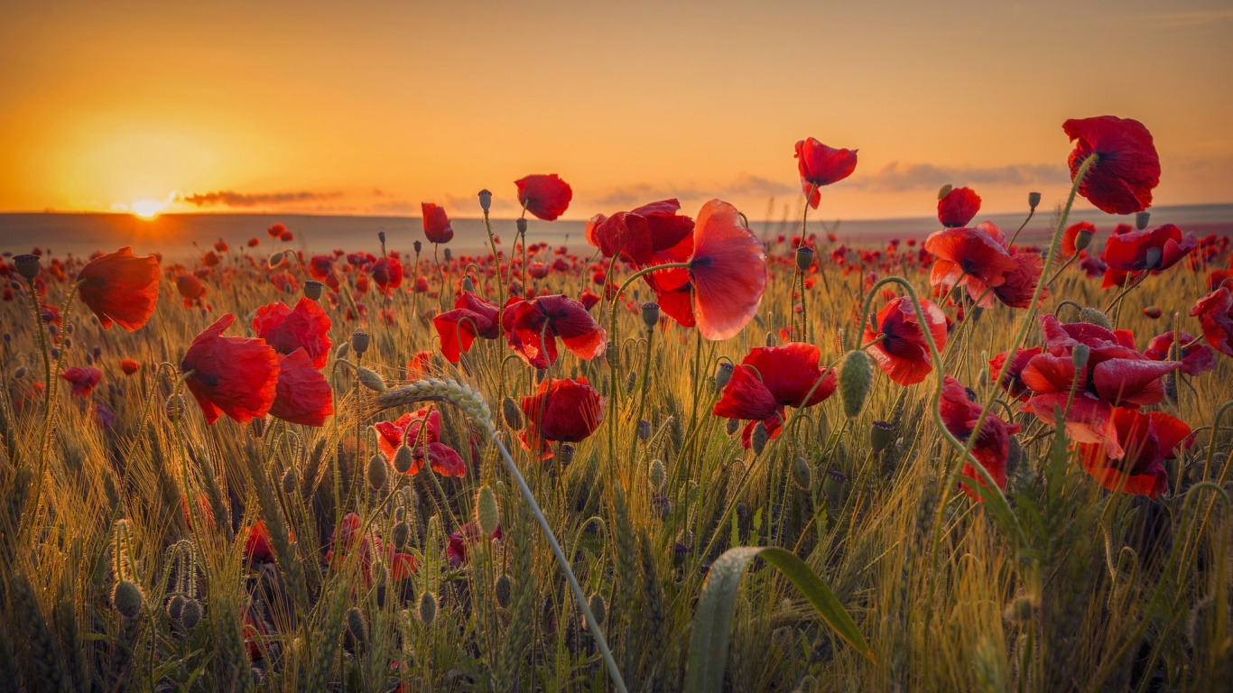 Обои цветок, поле, Мак, небо, природа в разрешении 1366x768