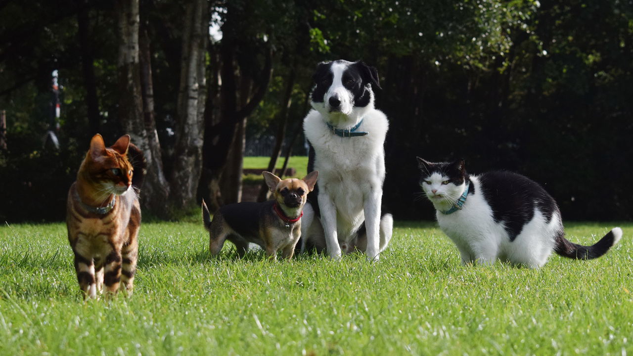 Обои бордер колли, кот, Чихуахуа, пес, собака породы в разрешении 1280x720