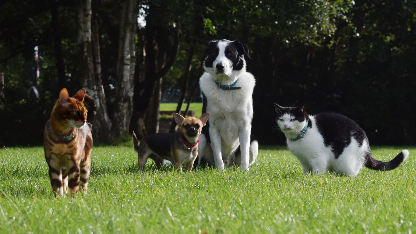 Обои бордер колли, кот, Чихуахуа, пес, собака породы в разрешении 1366x768