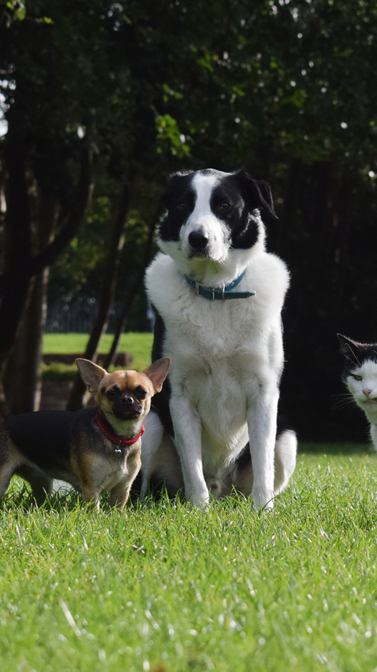 Обои бордер колли, кот, Чихуахуа, пес, собака породы в разрешении 750x1334