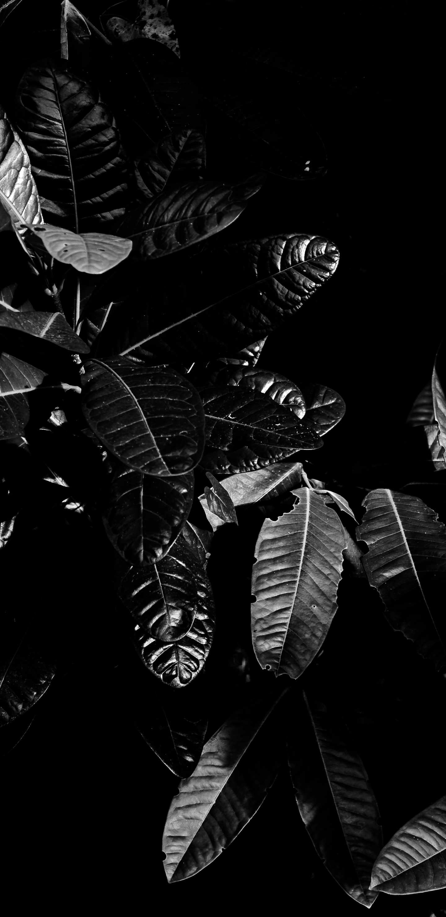 Обои темнота, монохромный, лист, дерево, монохромный режим в разрешении 1440x2960