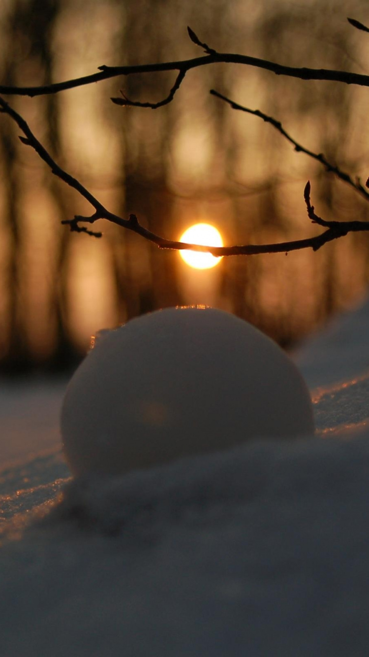 Обои зима, снег, закат, ветвь, природа в разрешении 750x1334