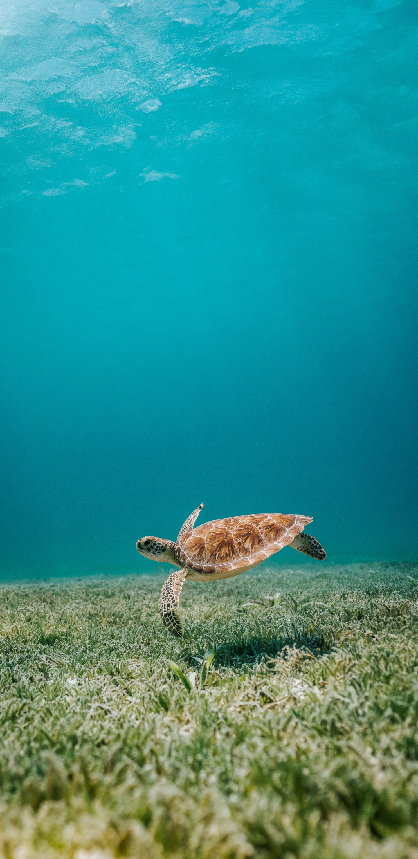 Обои бирюза, вода, черепаха, Морская черепаха Бисса, зеленый в разрешении 1440x2960