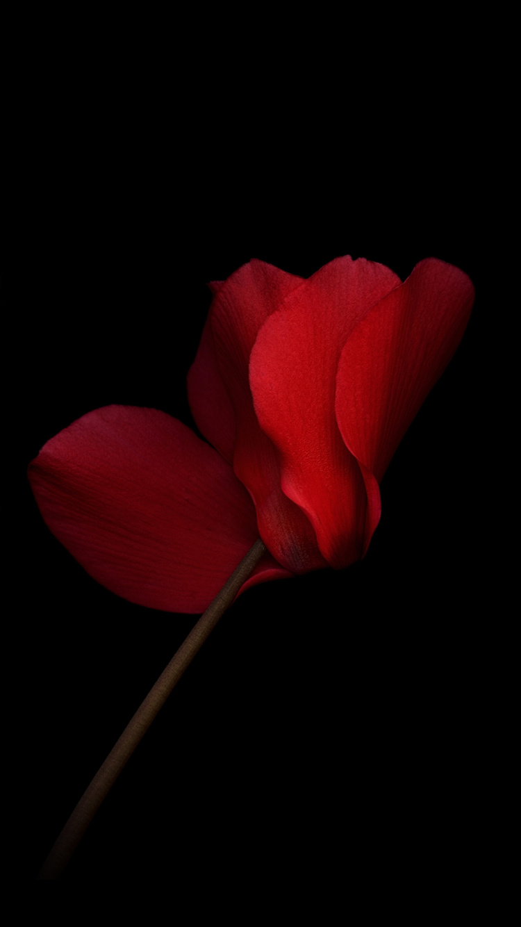 Обои Huawei, Huawei Honor V8, лепесток, смартфон, цветок в разрешении 750x1334