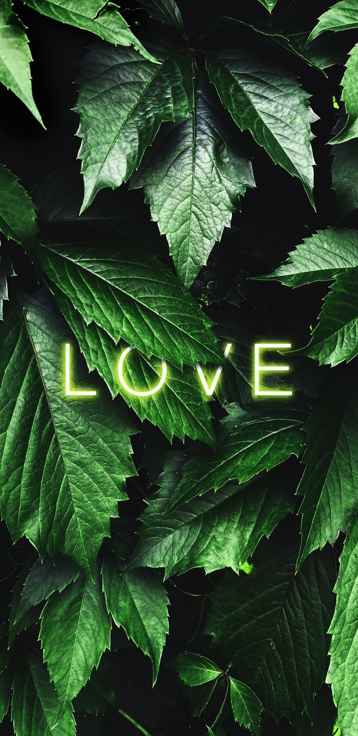 Обои любовь, лист, растение, ботаники, наземное растение в разрешении 1440x2960