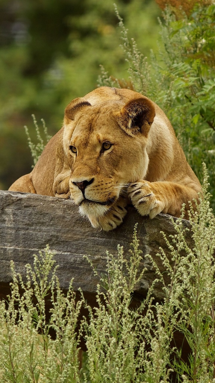Обои Лев, кот, большая кошка, живая природа, наземные животные в разрешении 720x1280