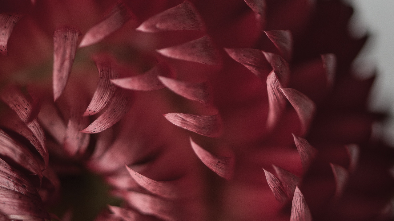 Обои цветок, лепесток, красный цвет, розовый, растение в разрешении 1280x720