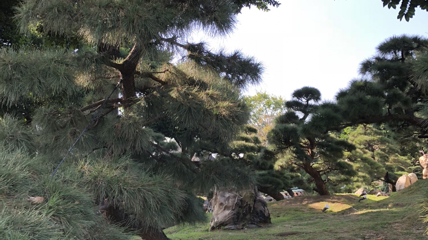 Обои Гонконг, растительность, водоем, природа, древесина в разрешении 1366x768