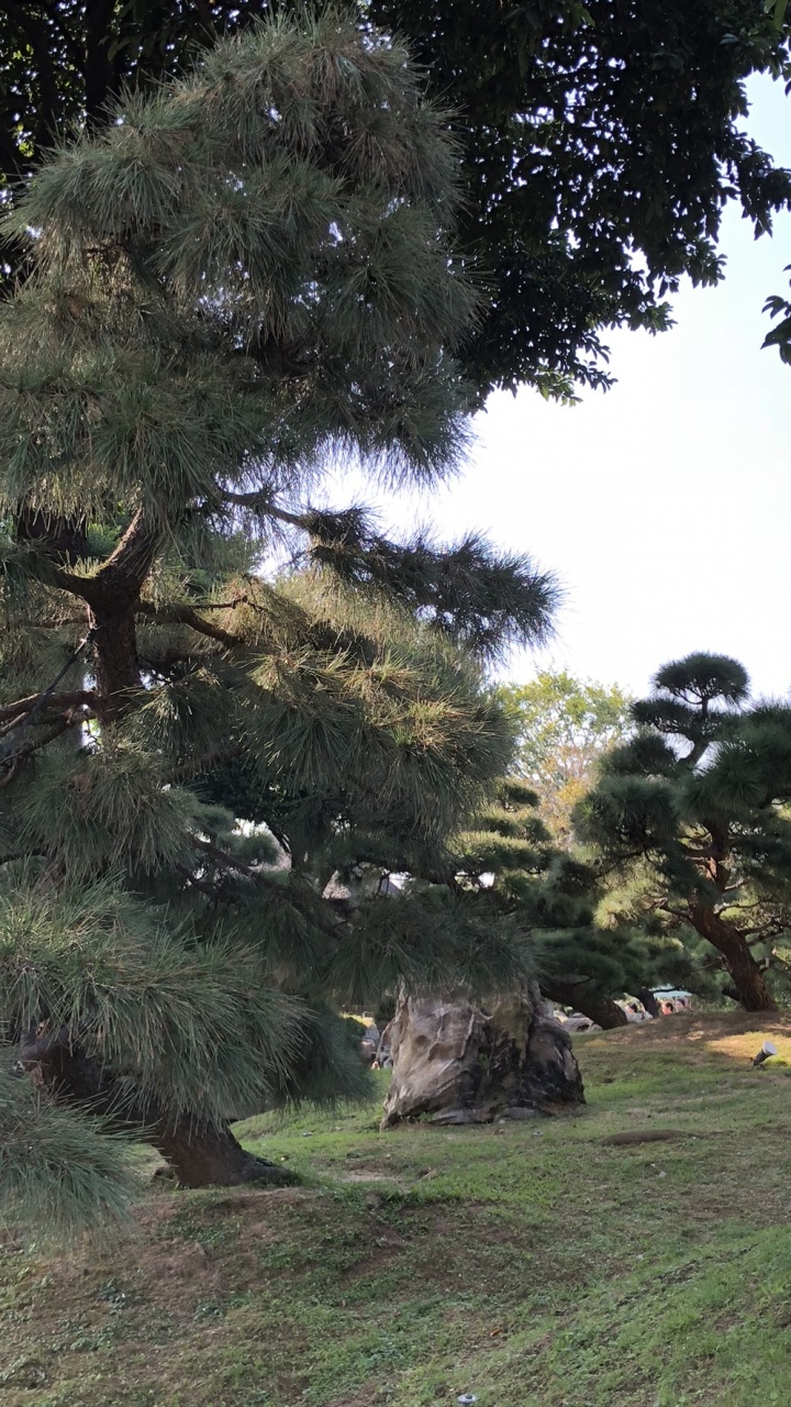 Обои Гонконг, растительность, водоем, природа, древесина в разрешении 720x1280