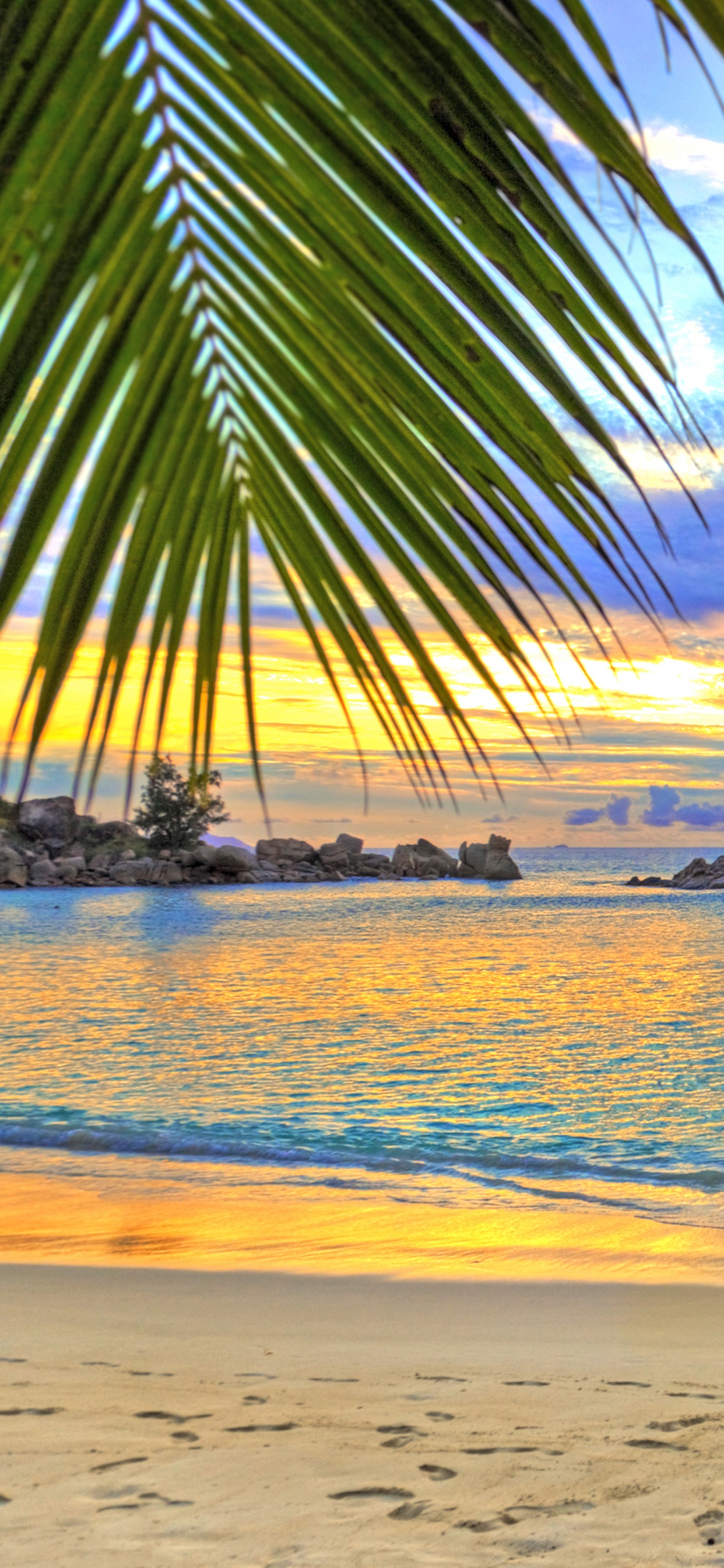 Обои пляж, тропическая зона, Пальма, океан, море в разрешении 1242x2688