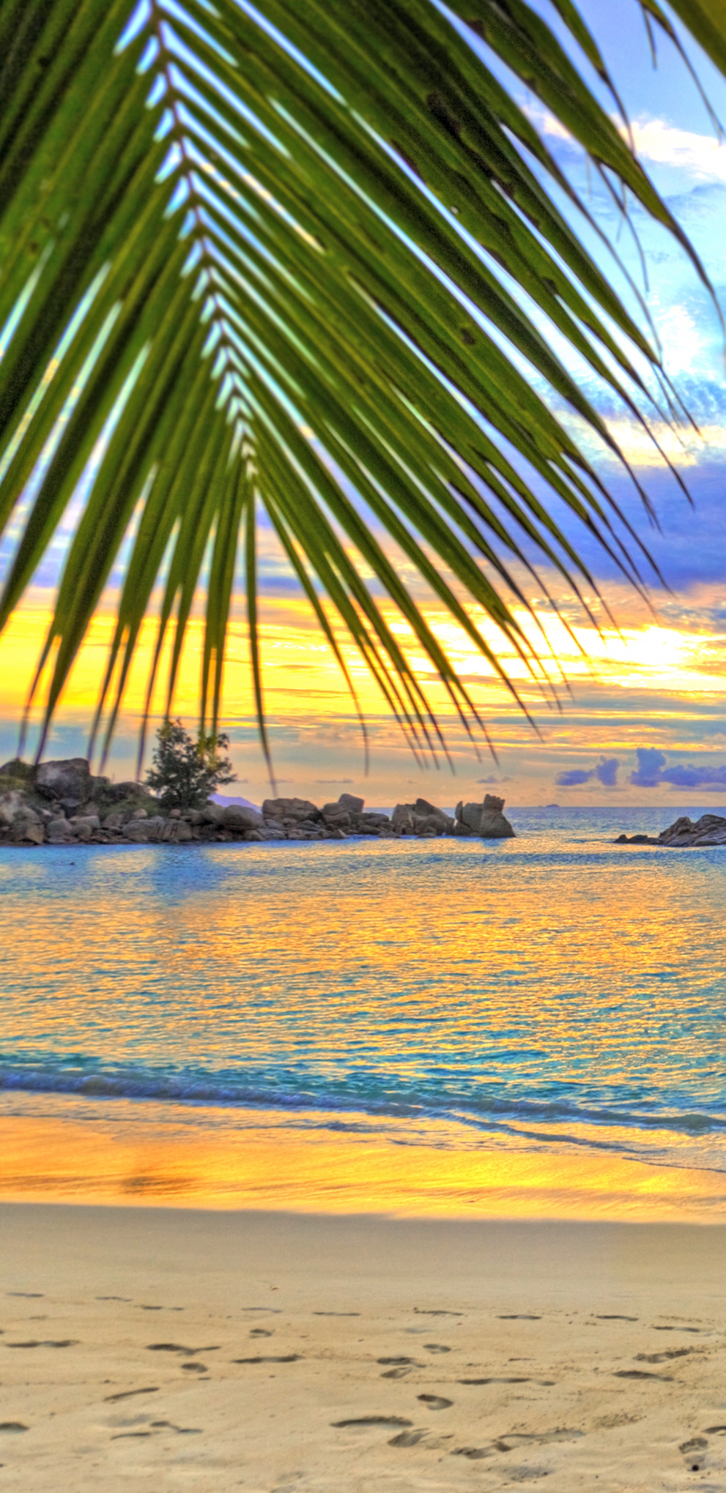 Обои пляж, тропическая зона, Пальма, океан, море в разрешении 1440x2960