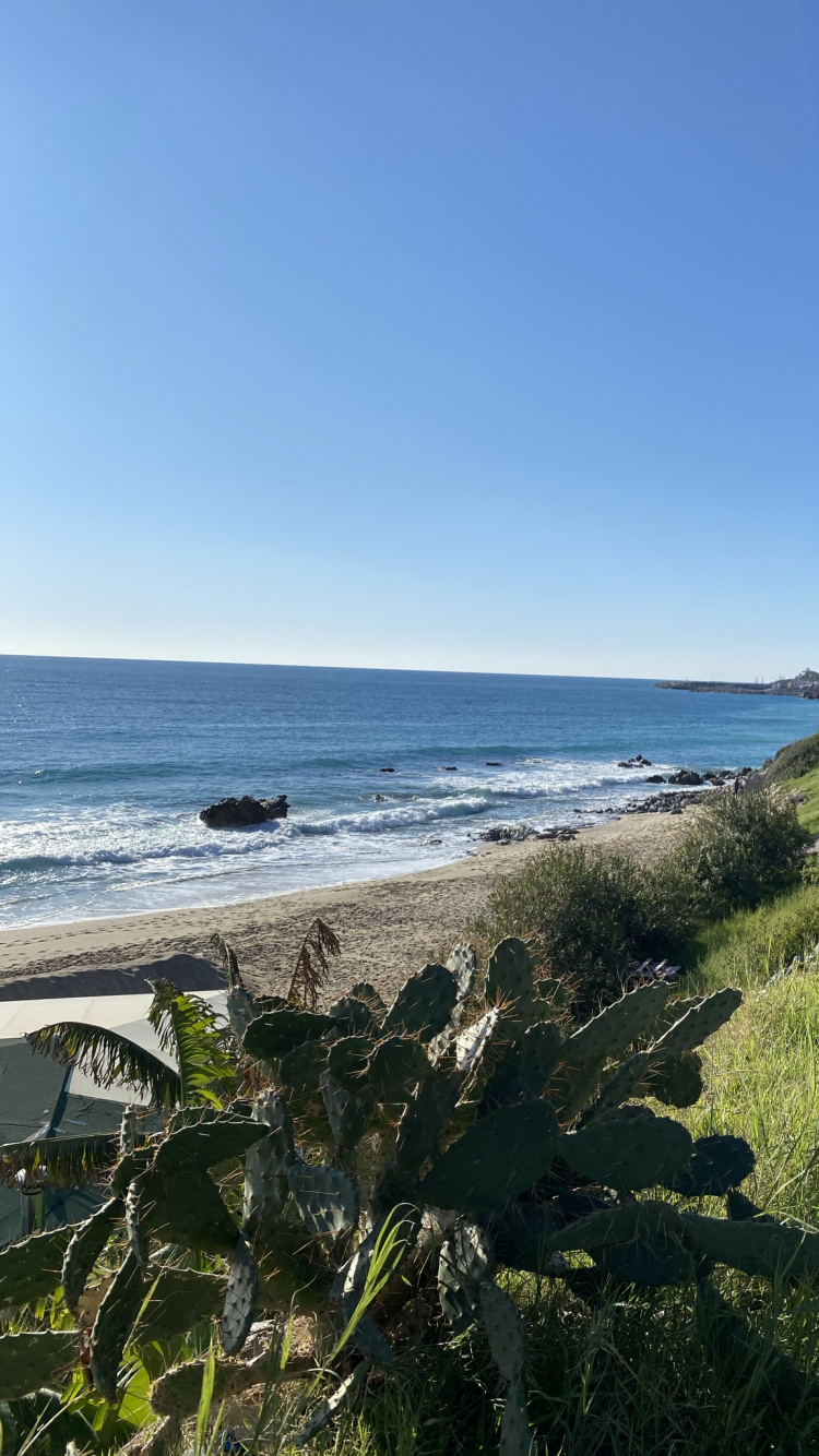 Обои побережье, наука, биология, вода, растение в разрешении 750x1334