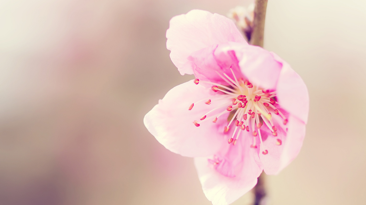 Обои цветок, лепесток, розовый, расцвет, весна в разрешении 1280x720