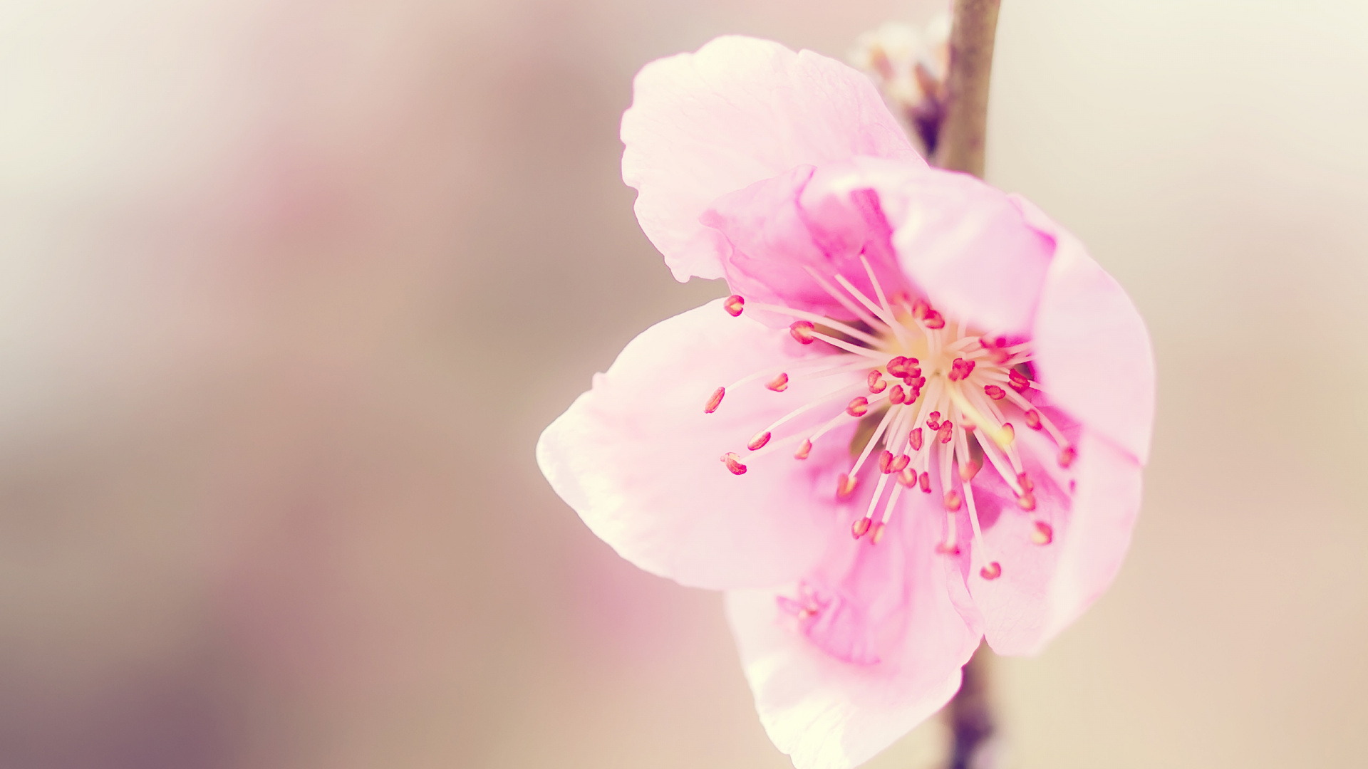 Обои цветок, лепесток, розовый, расцвет, весна в разрешении 1920x1080