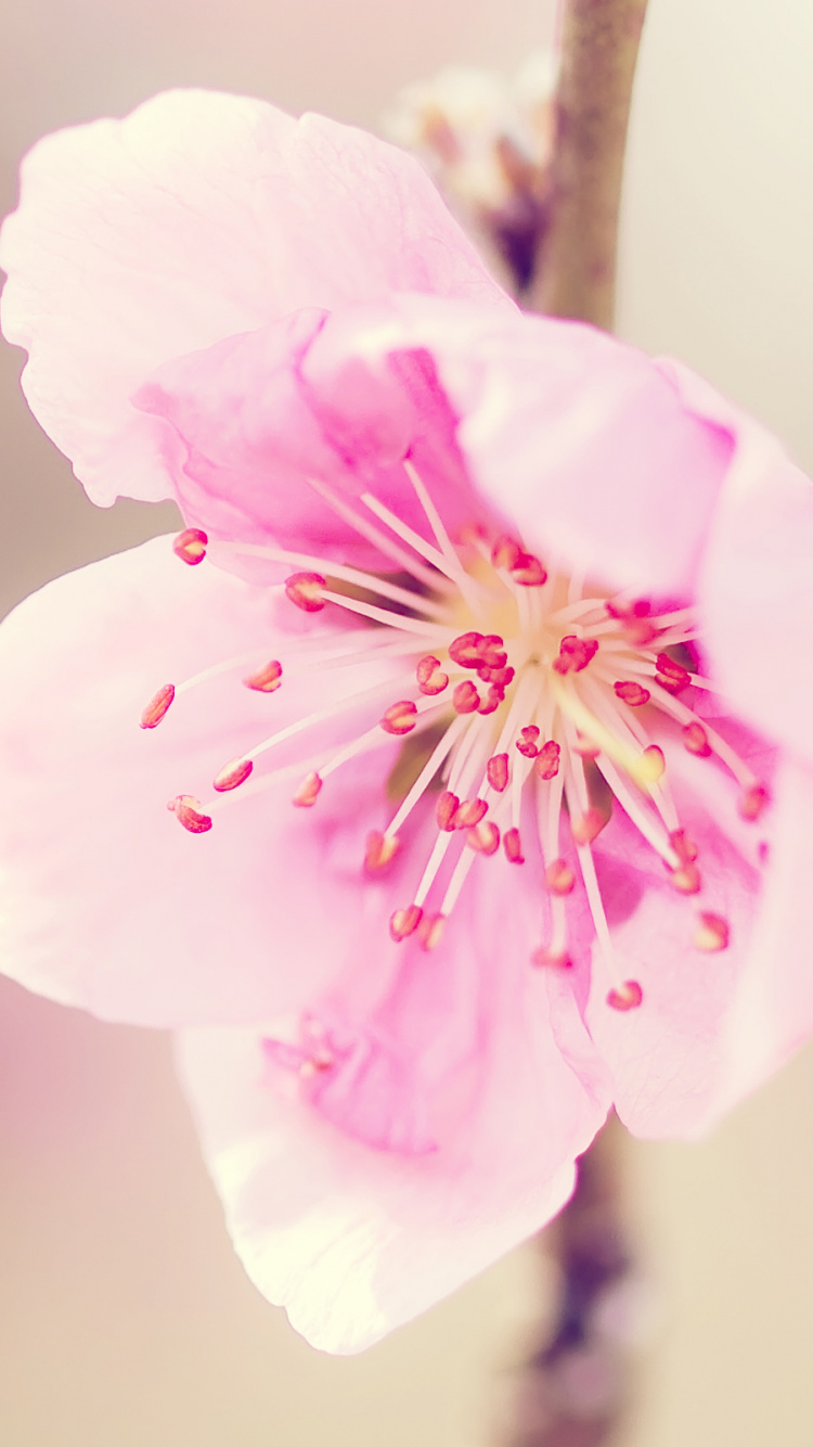 Обои цветок, лепесток, розовый, расцвет, весна в разрешении 750x1334