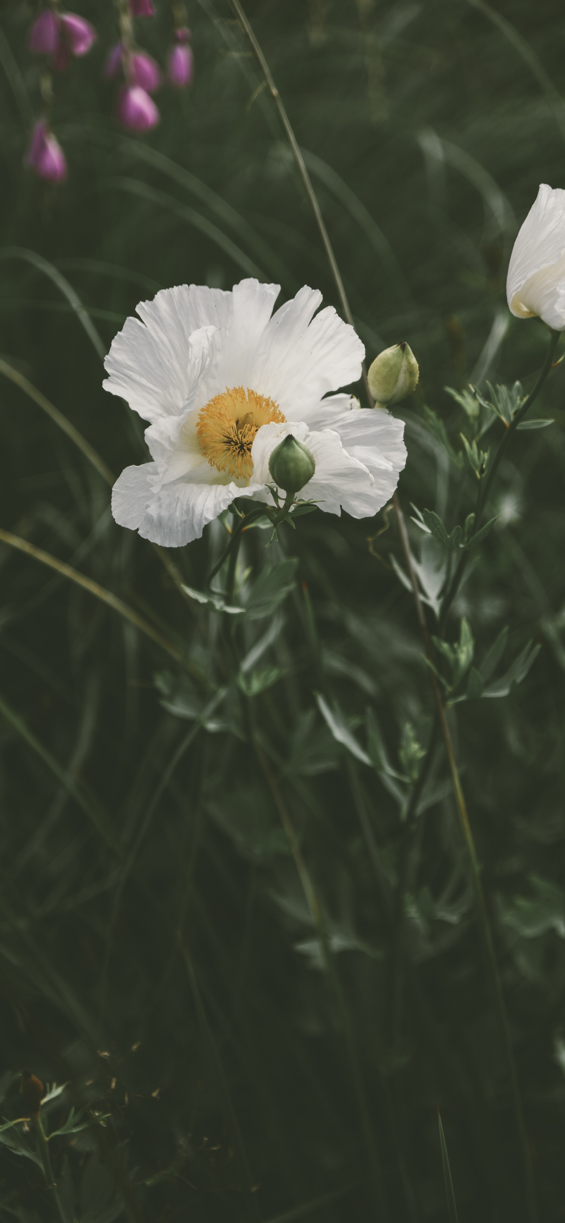 Обои цветок, цветковое растение, белые, лепесток, растение в разрешении 1125x2436