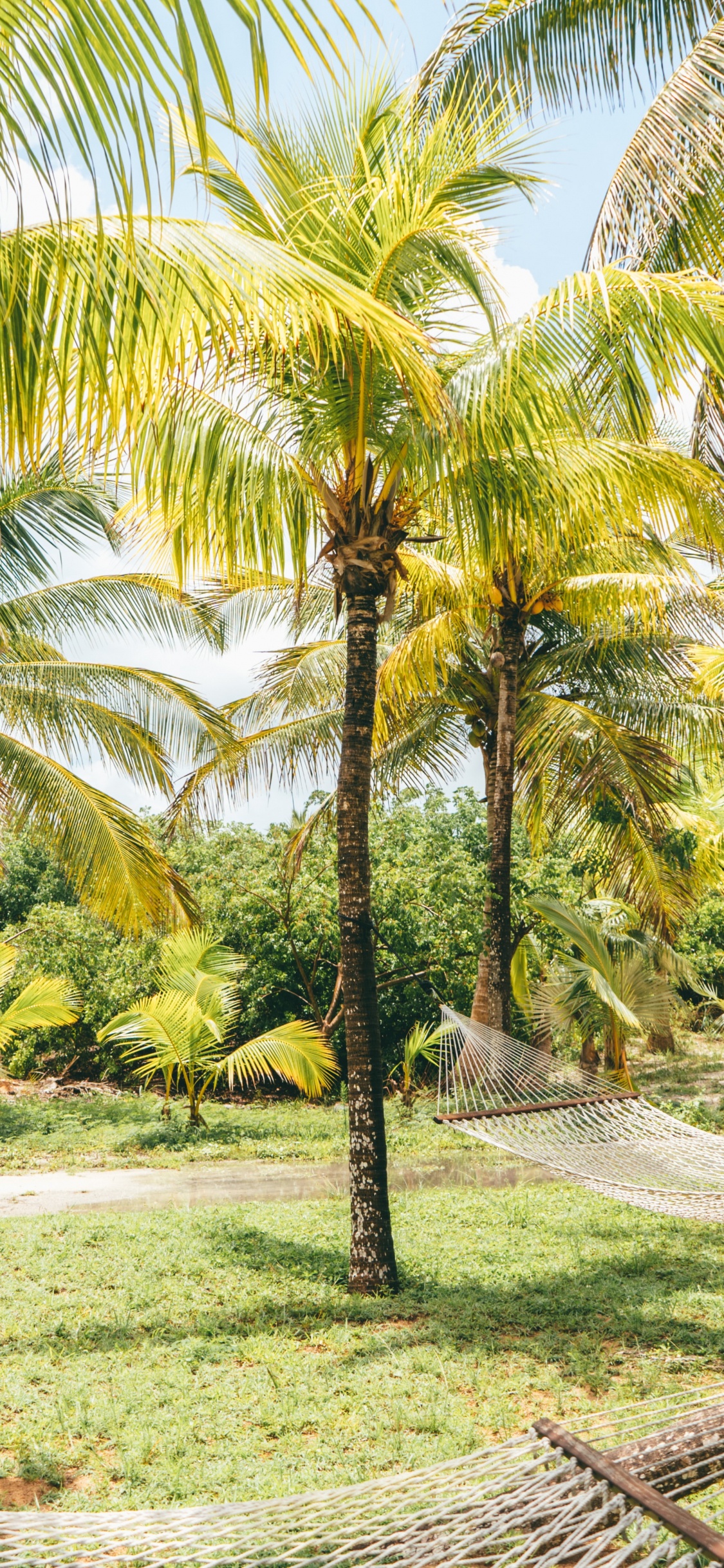 Обои дерево, природа, Кокос, Пальма, растительность в разрешении 1125x2436